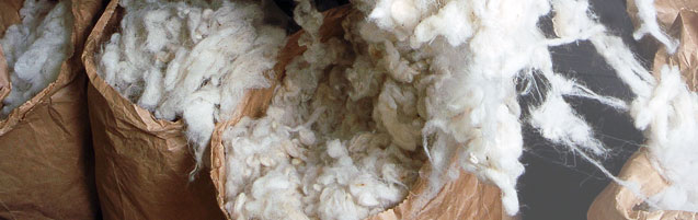 Scoured Wool